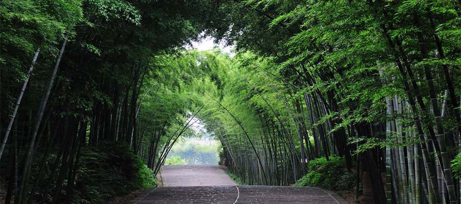 莫干山是避暑圣地,竹海穿梭,饱尝绿意;武陵村观日出日落,农家乐品山野